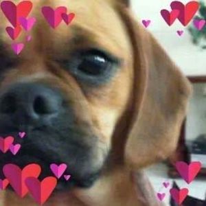 Meet your Posher, Rosalia